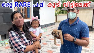 🧑‍✈️ഒരു മര്യാദ ഒക്കെ വേണ്ടെടേയ് 🧑‍✈️ Teaching your dog table manners [upl. by Rhu]