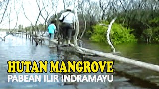 ORANG INI TERLALU BERANI MENEROBOS HUTAN MANGROVE PABEAN ILIR INDRAMAYU YANG DIHUNI HEWAN PREDATOR [upl. by Maze]