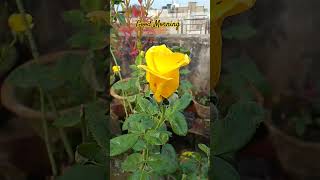 Good morning with a bright yellow rose 🌹roseyellowroseredroserosesredshortsyoutubeshortslove🌄 [upl. by Alyson]