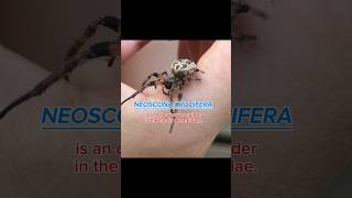 Spider TimeNeoscona crucifera is an orbweaver spider in the family Araneidae shortvideo spiders [upl. by Eekorehc]