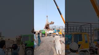 Camel loading in truck ytshorts camelloading cameltransport cameltruck camelmarket viralshort [upl. by Ahsilac]