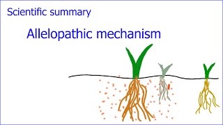 Some grasses and cereals eliminate competing plants [upl. by Suilenroc]