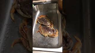 Live crab kill 🦀  seafood 🦞  boiling crab [upl. by Uhayile757]