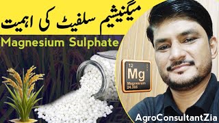 Rice Episode 6  Magnesium Sulphate  King of Fertilizers Recommendations for Rice Crop [upl. by Ssalguod500]