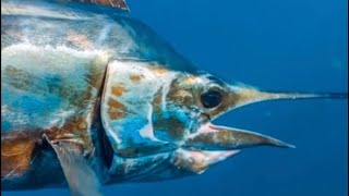 EXTREME FISHING SAILFISH ON KAYAKS [upl. by Atilemrac]