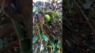 Star Apple  Caimito fruits nature shorts [upl. by Stoddart]