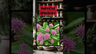 How to Use American Spikenard for Natural Healing  Powerful Plant Remedies alternativemedicine [upl. by Ecnarret]