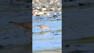 Temmincks Stint Calidris temminckii subscribe wildlife migratorybird bagichaibulbuli [upl. by Idaf217]