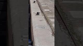 The Birds are fallen at the port of Casablanca Morocco followthatbird waywards aflockofseagulls [upl. by Ydisac]