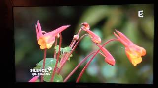 Tropaeolum tuberosum [upl. by Naehs]