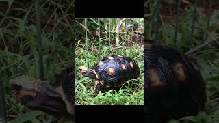 South American Red Foot Tortoise Hatchlings [upl. by Sass]