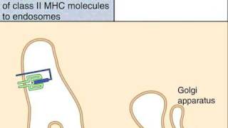 The Class II MHC Pathway of Antigen Presentation [upl. by Alejandrina]