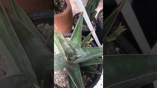 Sansevieria Pinguicula has new pup on october 2024 dracaena sansevieria [upl. by Ardnalac]