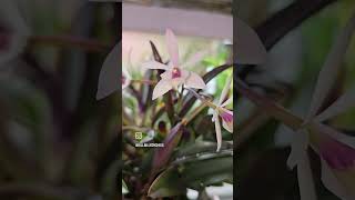 Laelia alaorii x Epidendrum magnoliae [upl. by Sileas329]