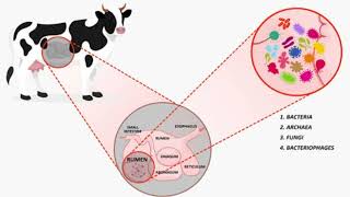 Microorganisms  Commercial Uses of Microorganisms  Microorganisms Friends or foe  Class 8 Science [upl. by Durman]