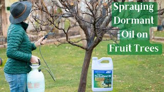 Spraying Dormant Oil On Fruit Trees Plus Copper to Control Disease [upl. by Jankell947]