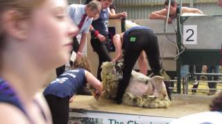 Scotsheep 2016 Inter district Shearing Final  WATCH IN HD [upl. by Mast]