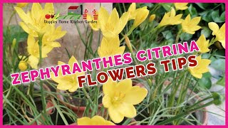 How to grow care Zephyranthes Citrina  Yellow Rain Lily in Mid September flowers tips [upl. by Riegel]