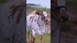 Nelor petados red cow breed cow lover Brahman lover qurbany lover animals cow bull shorts [upl. by Porte]