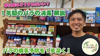 【春以降はどうする？】バラの病気予防について学ぼう！【１年間の消毒について】 [upl. by Nylazor295]