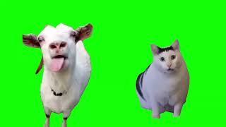 Tongue Goat and Huh Cat  Green Screen [upl. by Wulfe323]