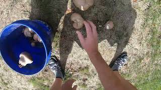 GIANT Puffball Mushrooms TOOK OVER MY YARD mushroom mushrooms funny funnyvideo asmr [upl. by Eirollam]