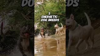 5 energetic dog breeds whichdoyouprefer youchoose energeticdogs activedogs playfuldogs [upl. by Heeley]