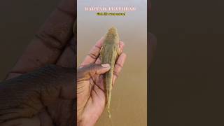 Bartail flathead fish saved arcade ytshorts fishing fish [upl. by Mariellen]