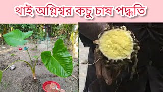 থাই অগ্নিশ্বর অনেক উন্নত জাতের কচু।চাষ পদ্ধতি খুব সহজ। [upl. by Carlile698]