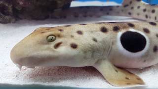 Epaulette Shark [upl. by Hcurob217]