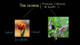 The flower  Morphology of flowering plants  Biology  Khan Academy [upl. by Ralfston880]