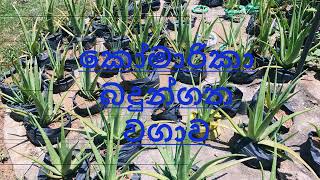 කොමාරිකා බදුන්ගත වගාව Potted aloe vera cultivation [upl. by Ellehcar]