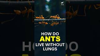 How Ants Breathe Without Lungs  Wild In A Minute  Ant Facts  Lungs  Biology  Nature Secrets [upl. by Kuska]