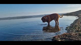 Big Boy Brutus dogue de bordeaux on tour [upl. by Uhn]