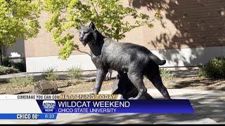 Chico State Wildcat Weekend [upl. by Adyeren]