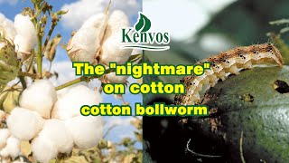 The quotnightmarequot on cotton  cotton bollworm [upl. by Tasha106]