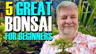 5 Great Bonsai Trees for Beginners [upl. by Quillon56]