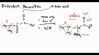 Amino Acid 19 Reductive Amination [upl. by Amoihc]