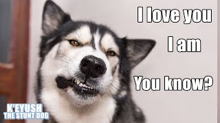 15 Times My HUSKY Spoke Near Perfect English The Best He Can [upl. by Aimerej]