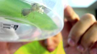 Oecophylla smaragdina Queen Day 27 and Camponotus maculatus Queen Day 20 by AntsCanada [upl. by Simeon795]