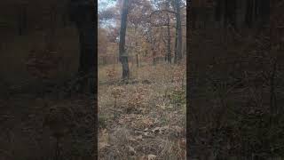 Opening Day of Oklahoma Muzzleloader season hunting whitetaildeer deerhunting [upl. by Aletta806]