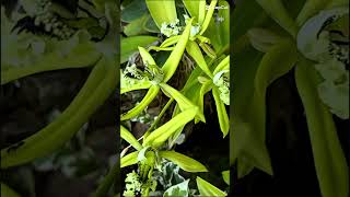 Pesona Anggrek Ceologen Pandurata orchidforest beautiful garden nature [upl. by Yona]