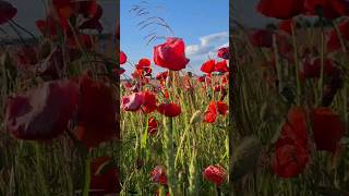 Aguonų laukas shortvideo shorts lithuania fields poppy poppyshorts flowers [upl. by Assin936]