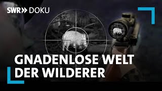 Krieg im Forst Die gnadenlose Welt der Wilderer  SWR Doku [upl. by Enoed739]