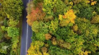 autumn trees near alford aberdeenshire Scotland [upl. by Fleece]