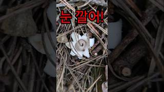 반갑다 방귀야 Geastrum Triplex Herald for the Rush of Pine tree Mushrooms amp Shingled Hedgehog [upl. by Gillie419]