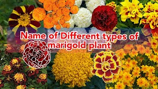 name of different types of marigold flowers various mTypes of Marigolds to Brighten Up Your Garden [upl. by Maggee]