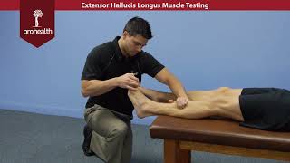 Extensor Hallucis Longus Muscle Test Palp Dr VIzniak Muscle Manual [upl. by Adyaj124]