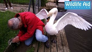 Cygnet rescue  Simon beaten up by an angry swan [upl. by Htbazile]