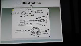 Understanding Gastrulation Eg Amphioxus [upl. by Nylesoj]